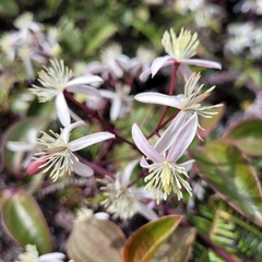 Clematis crassifolia