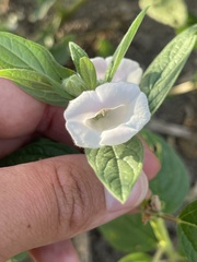 Sesamum indicum