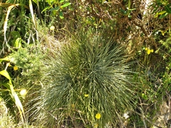 Aciphylla squarrosa
