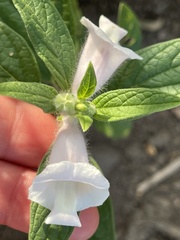 Sesamum indicum
