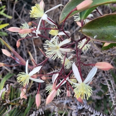 Clematis crassifolia