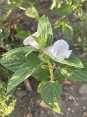 Sesamum indicum