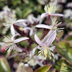 Clematis crassifolia