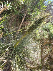 Aciphylla squarrosa