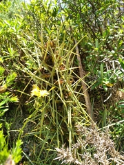 Aciphylla squarrosa
