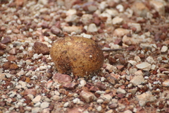 Pisolithus