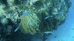 Caesio caerulaurea