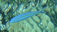 Caesio caerulaurea