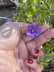 Ruellia californica