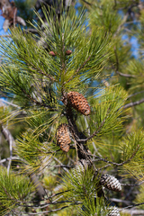 Pinus attenuata