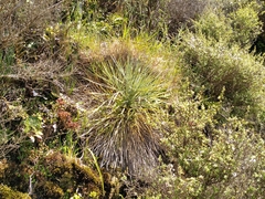 Aciphylla squarrosa