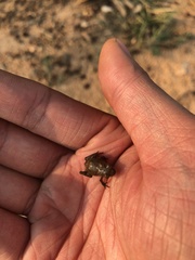 Microhyla mukhlesuri