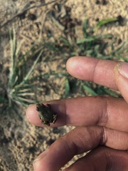 Microhyla mukhlesuri