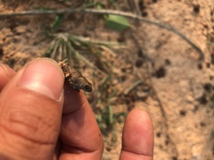Microhyla mukhlesuri