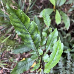 Coprosma tenuifolia