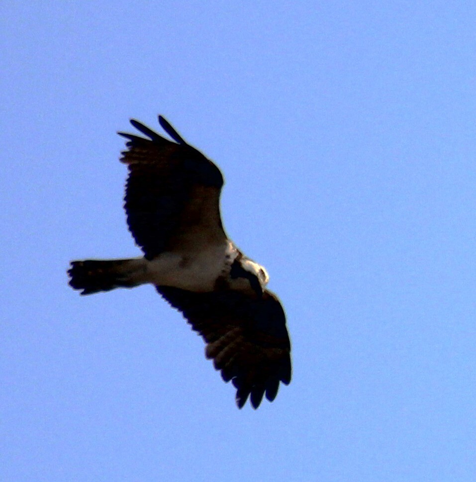 Pandion Haliaetus (Linnaeus, 1758)