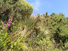 Aciphylla squarrosa