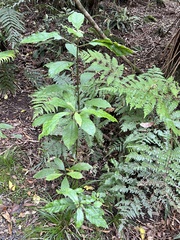 Coprosma tenuifolia