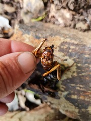 Hemideina
