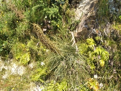 Aciphylla squarrosa