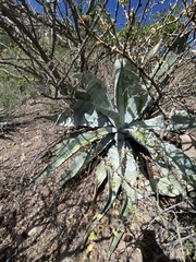 Agave sobria
