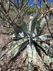 Agave sobria