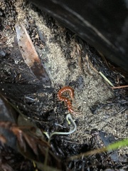 Scolopocryptops gracilis