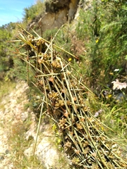 Aciphylla squarrosa