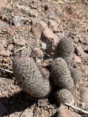 Mammillaria dioica