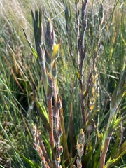 Philydrum lanuginosum