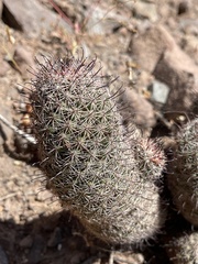Mammillaria dioica