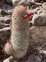 Mammillaria dioica