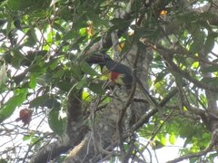 Pteroglossus castanotis