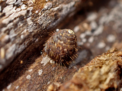 Aeschrodomus stipulata