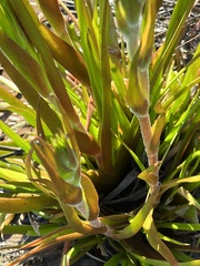 Philydrum lanuginosum