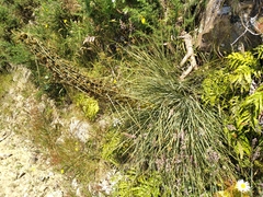 Aciphylla squarrosa