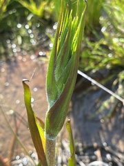 Philydrum lanuginosum