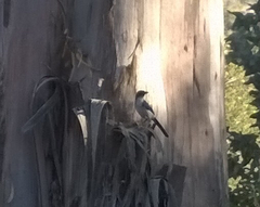 Aphelocoma insularis