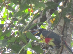 Pteroglossus castanotis