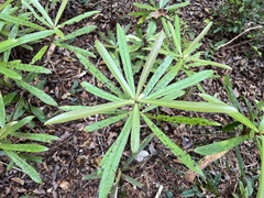 Myrsine salicina