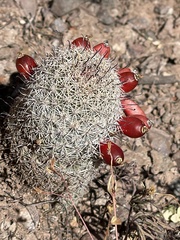 Mammillaria dioica