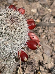 Mammillaria dioica