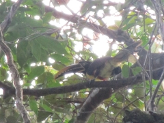 Pteroglossus castanotis