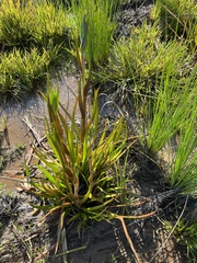 Philydrum lanuginosum