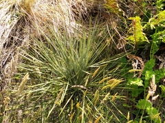 Aciphylla squarrosa
