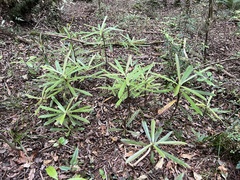Myrsine salicina
