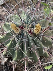Ferocactus townsendianus