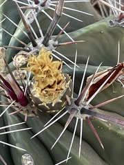 Ferocactus townsendianus