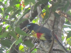 Pteroglossus castanotis