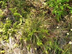Aciphylla squarrosa